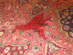 Teppich Fleckenentfernung vorher